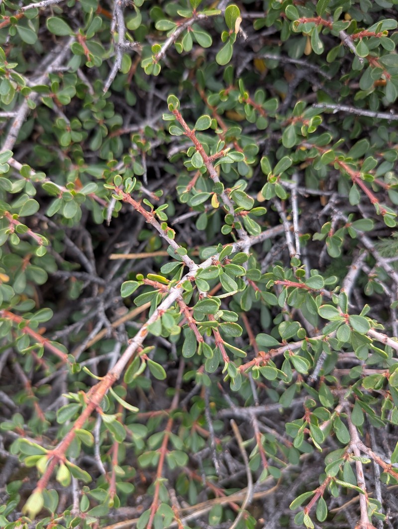 Ceanothus photo 4
