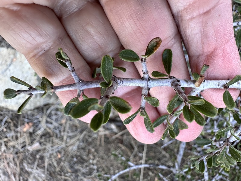 Ceanothus photo 6