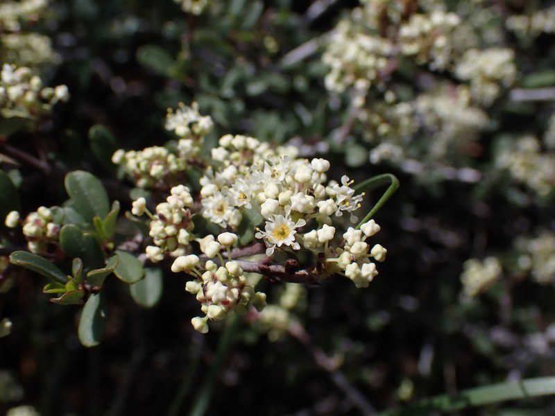 Ceanothus photo 8