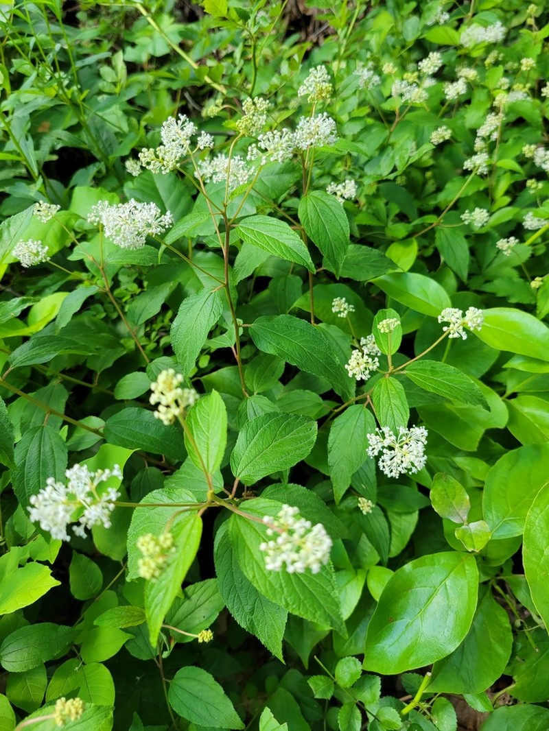 New Jersey Tea photo 4