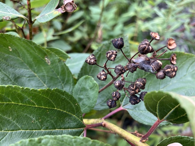 New Jersey Tea photo 6