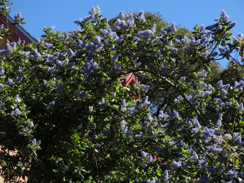 Feltleaf Ceanothus