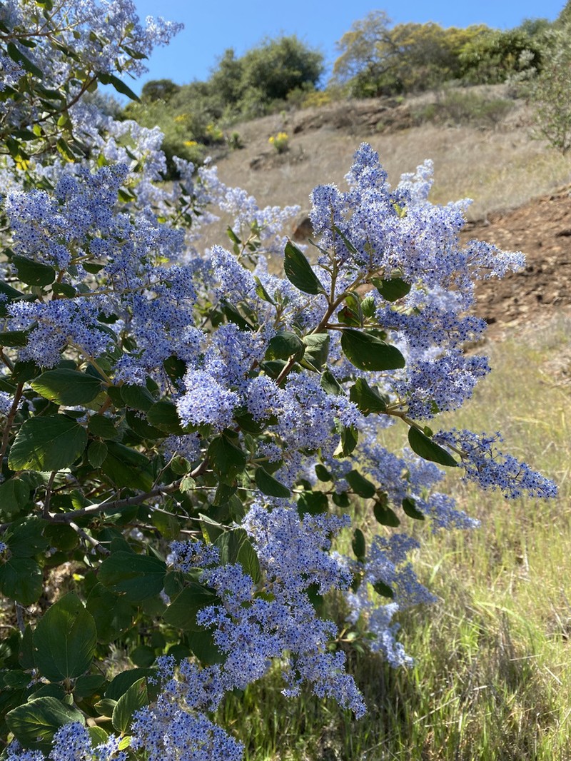 Feltleaf Ceanothus