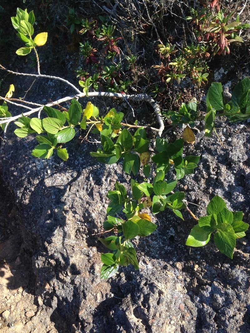 Feltleaf Ceanothus photo 2