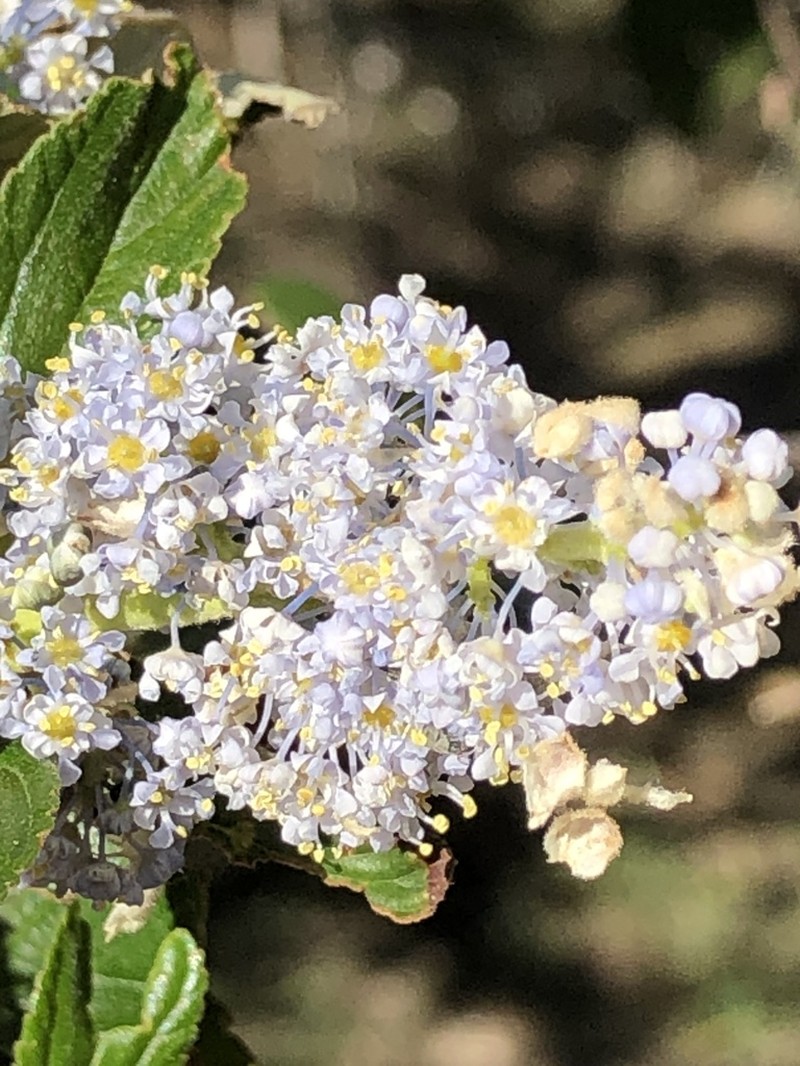 Feltleaf Ceanothus photo 3