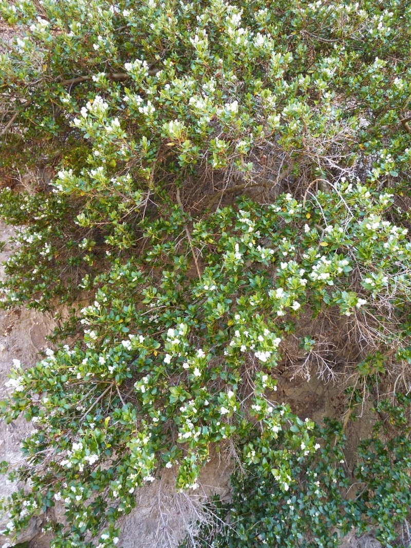 Feltleaf Ceanothus photo 4