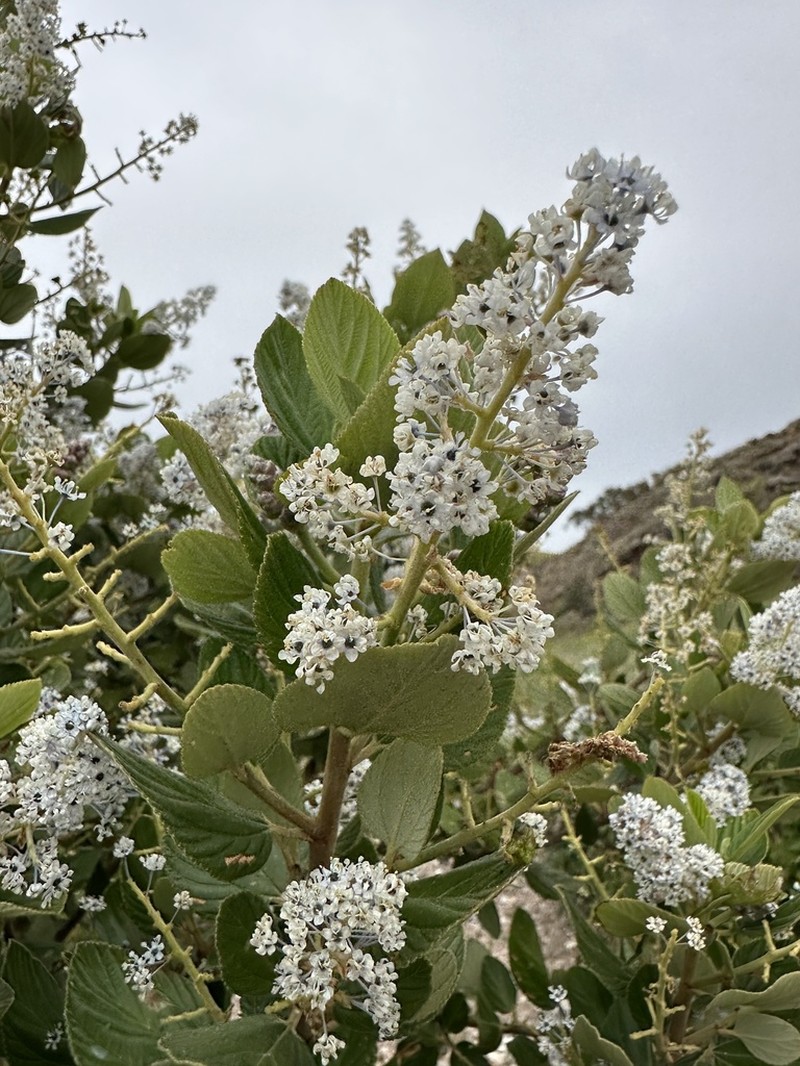 Feltleaf Ceanothus photo 5