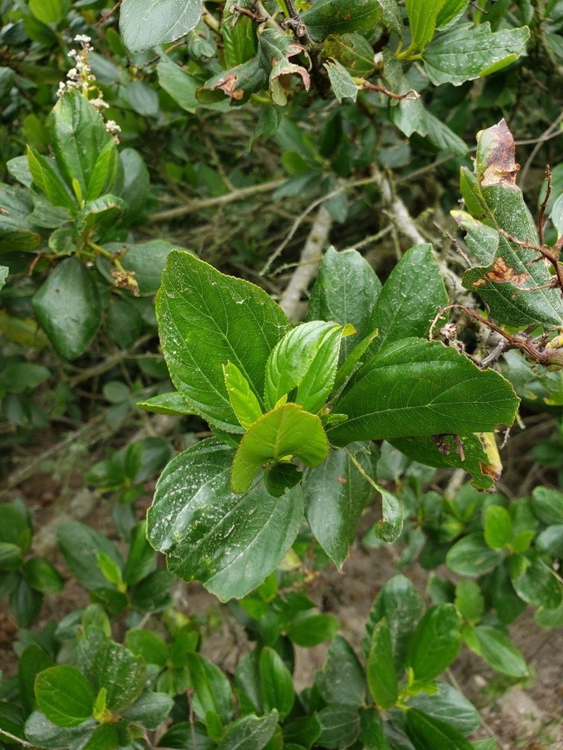 Feltleaf Ceanothus photo 6