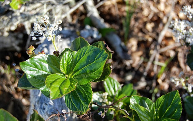 Feltleaf Ceanothus photo 7