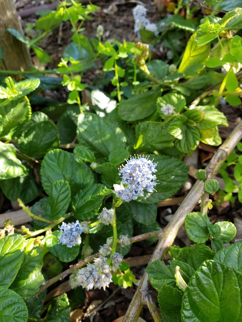 Feltleaf Ceanothus photo 8