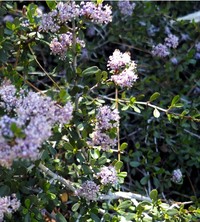 Ceanothus arcuatus
