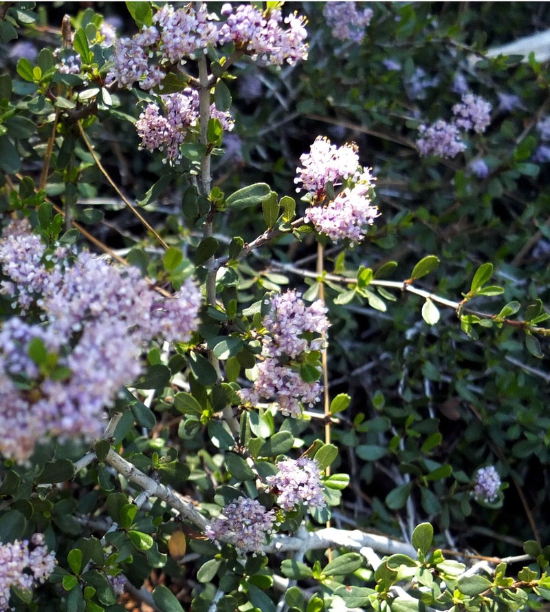 Ceanothus arcuatus