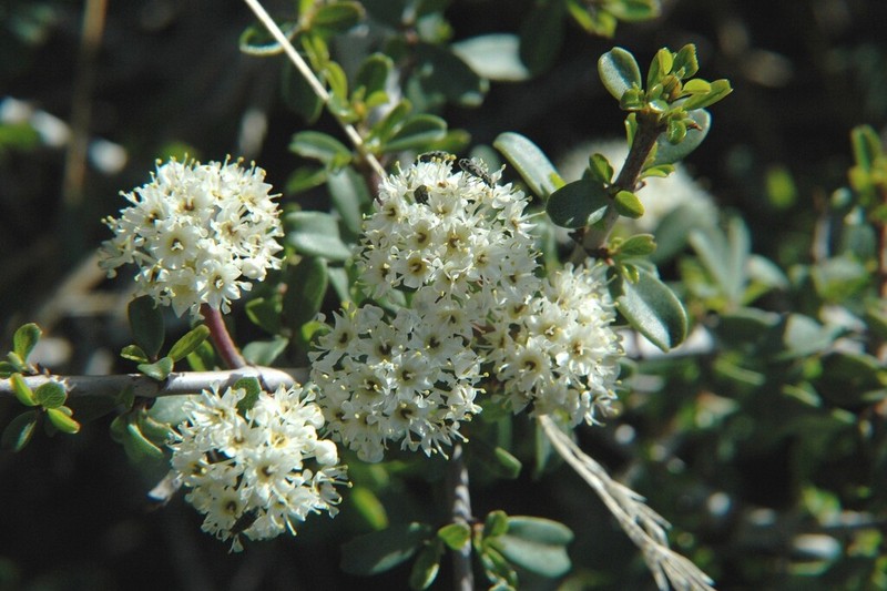 Ceanothus arcuatus photo 2