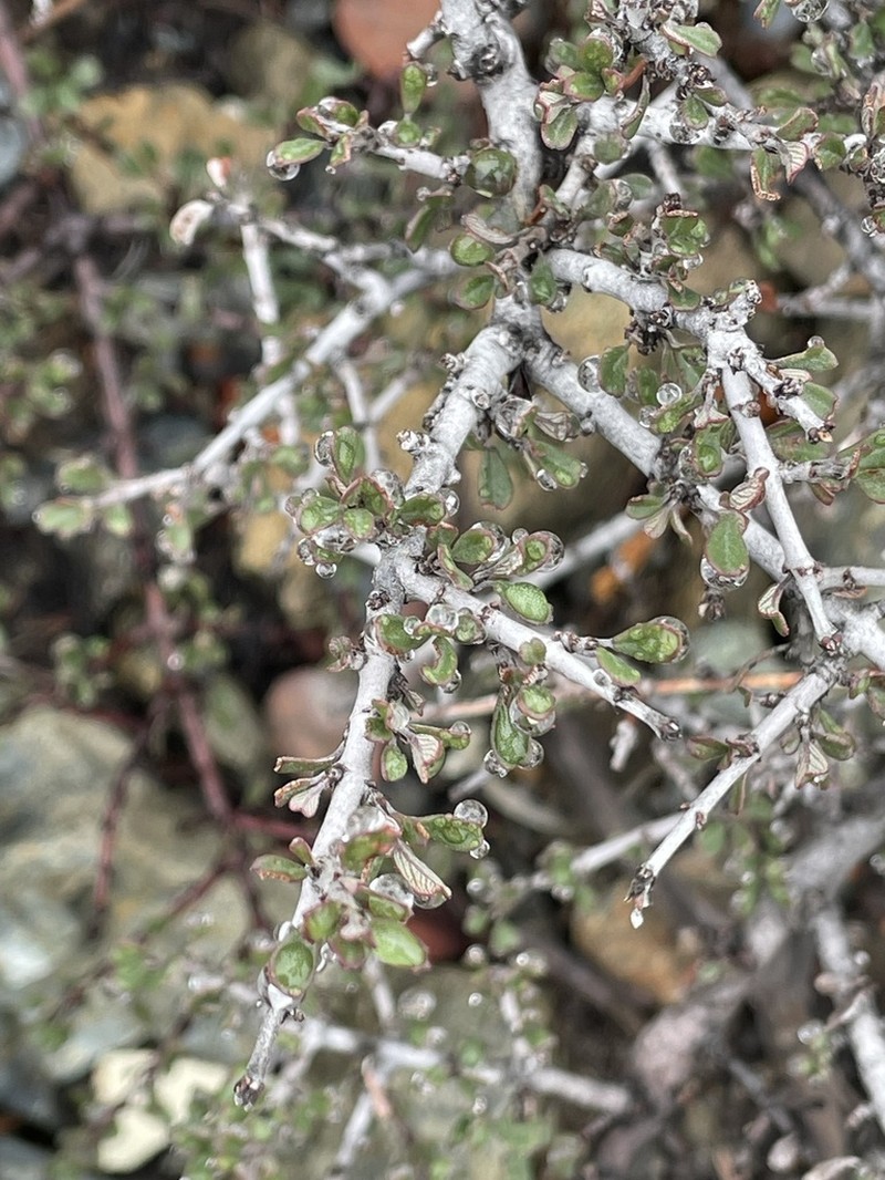 Ceanothus arcuatus photo 4