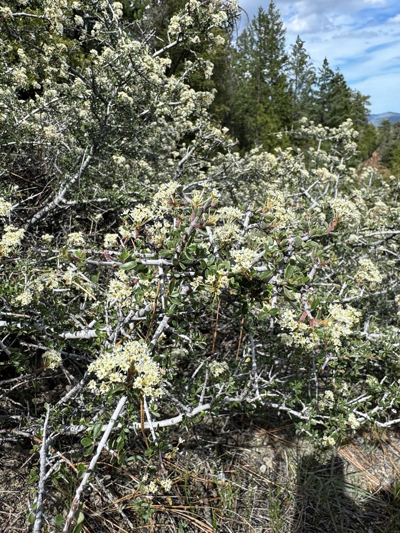 Ceanothus arcuatus photo 6