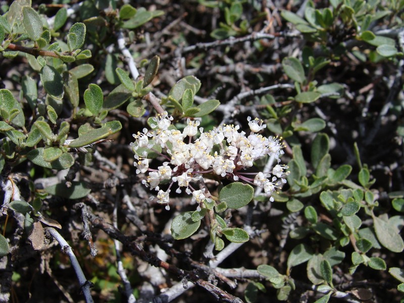 Ceanothus arcuatus photo 8