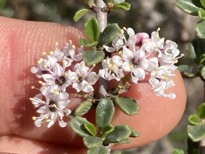 Ceanothus bolensis photo 2