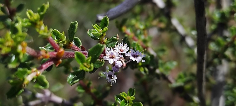 Ceanothus bolensis photo 3