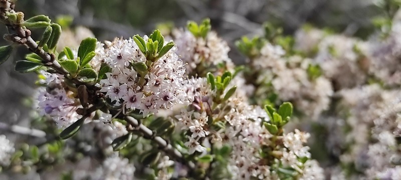 Ceanothus bolensis photo 4