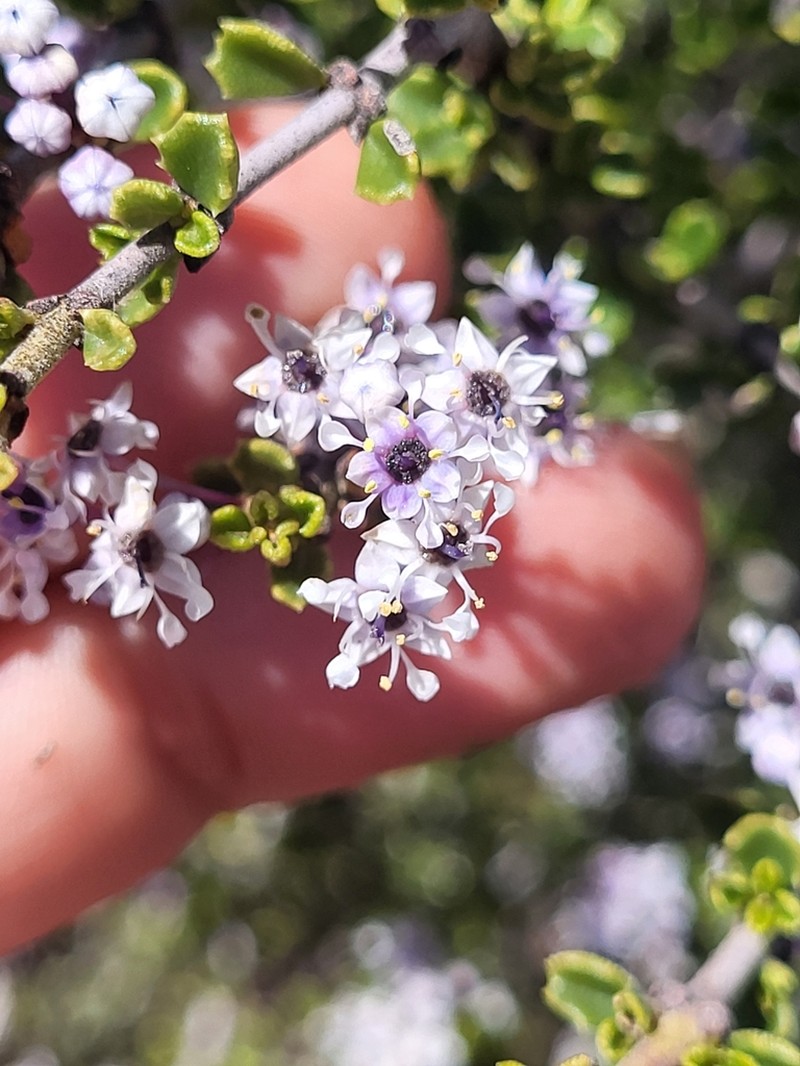 Ceanothus bolensis photo 5