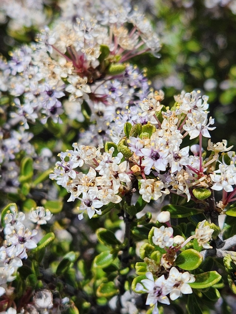 Ceanothus bolensis photo 6