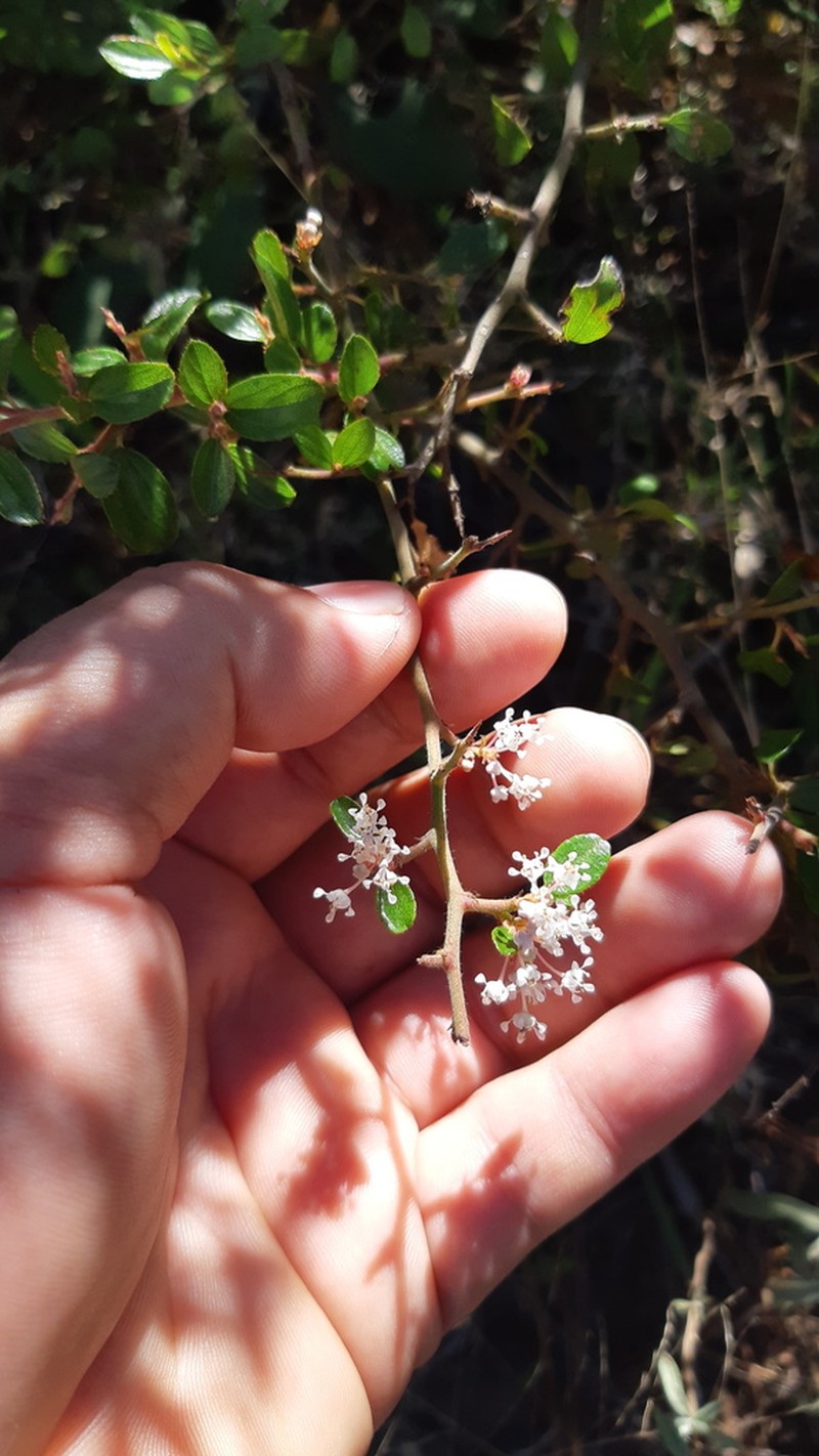 Ceanothus buxifolius photo 2