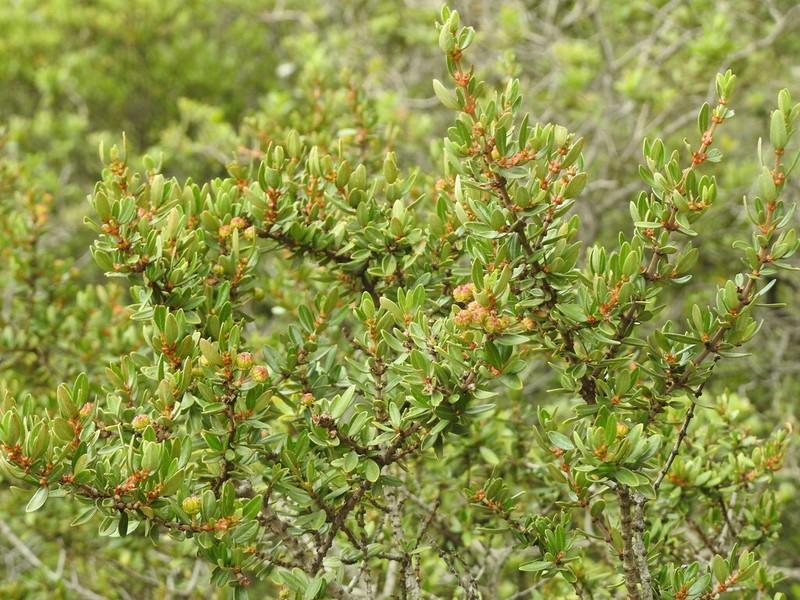 Ceanothus buxifolius photo 3