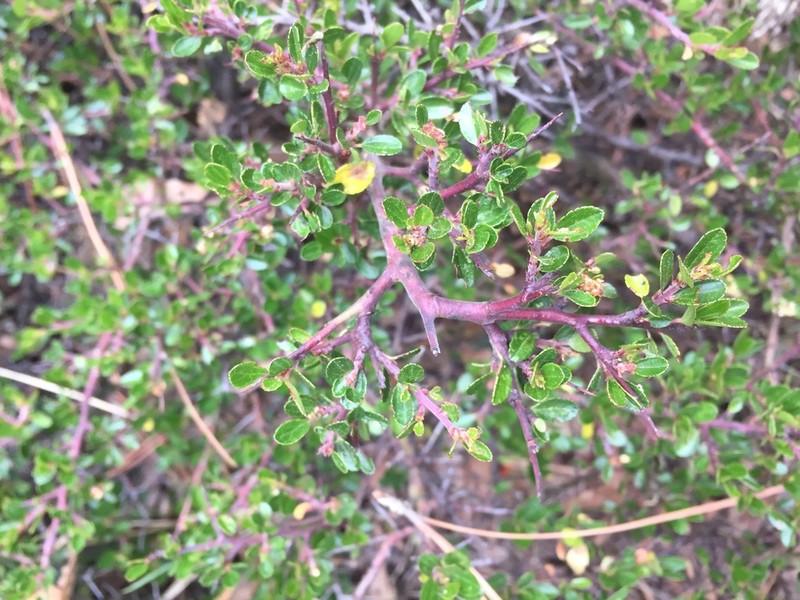 Ceanothus buxifolius photo 4