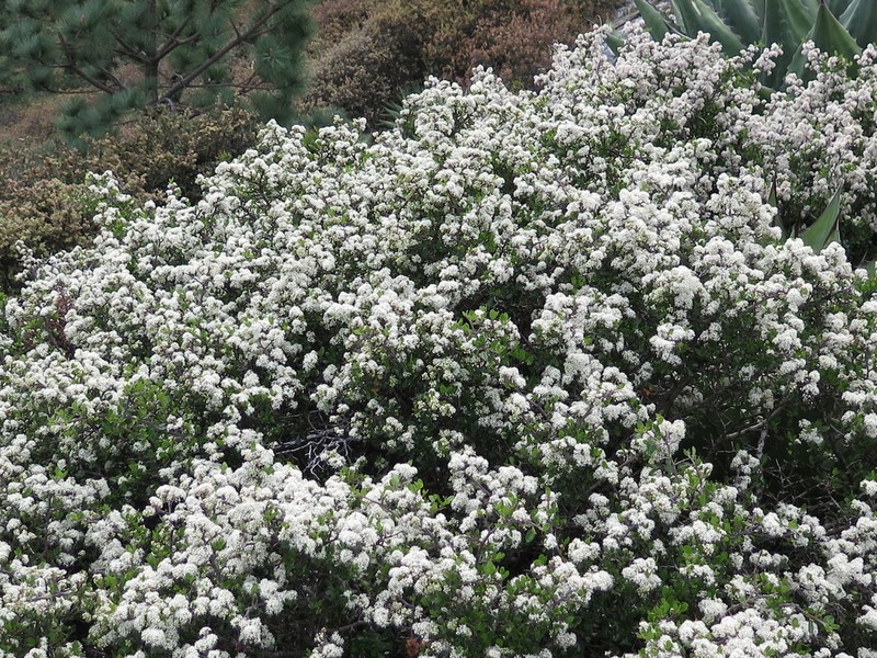 Ceanothus buxifolius photo 5