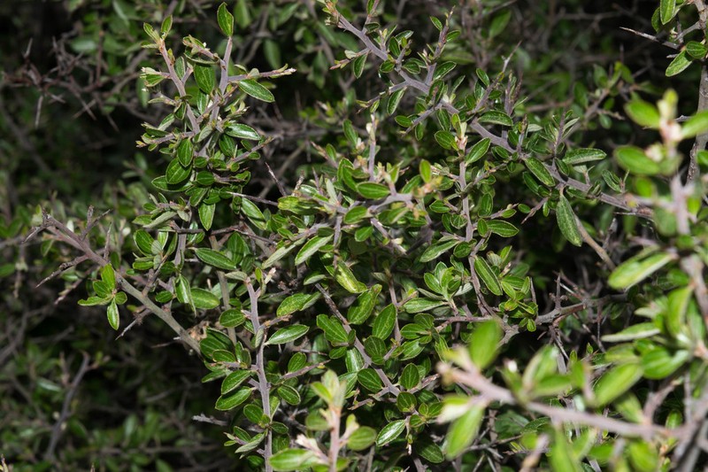Ceanothus buxifolius photo 6