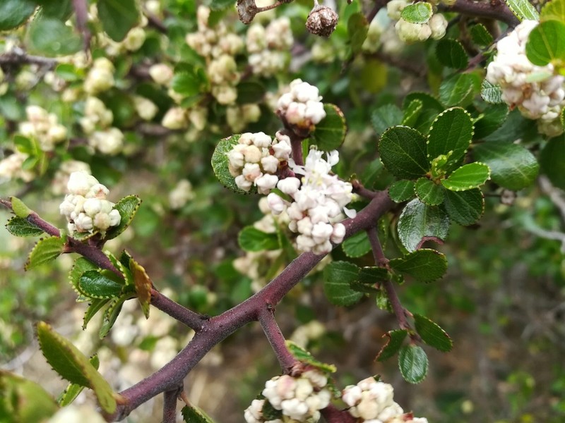 Ceanothus buxifolius photo 7