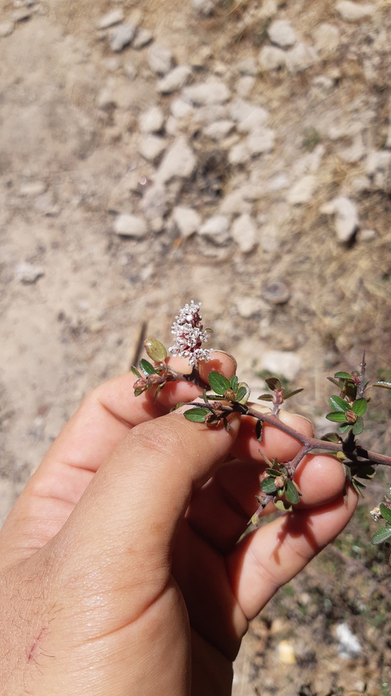 Ceanothus buxifolius photo 8