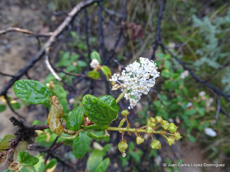 Ceanothus caeruleus