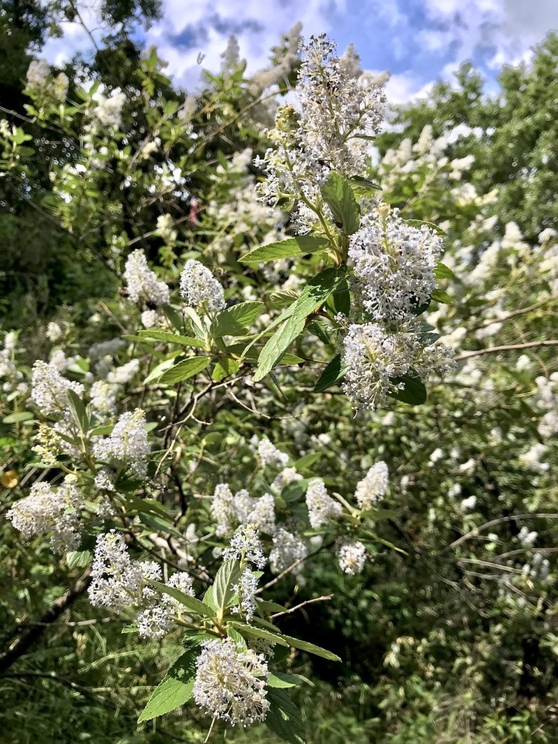Ceanothus caeruleus photo 2
