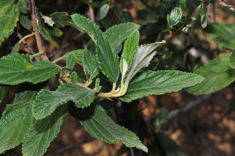 Ceanothus caeruleus photo 3