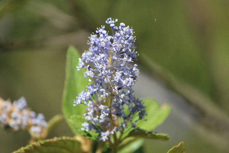Ceanothus caeruleus photo 4