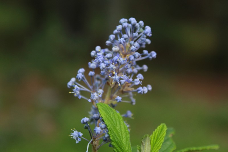 Ceanothus caeruleus photo 5