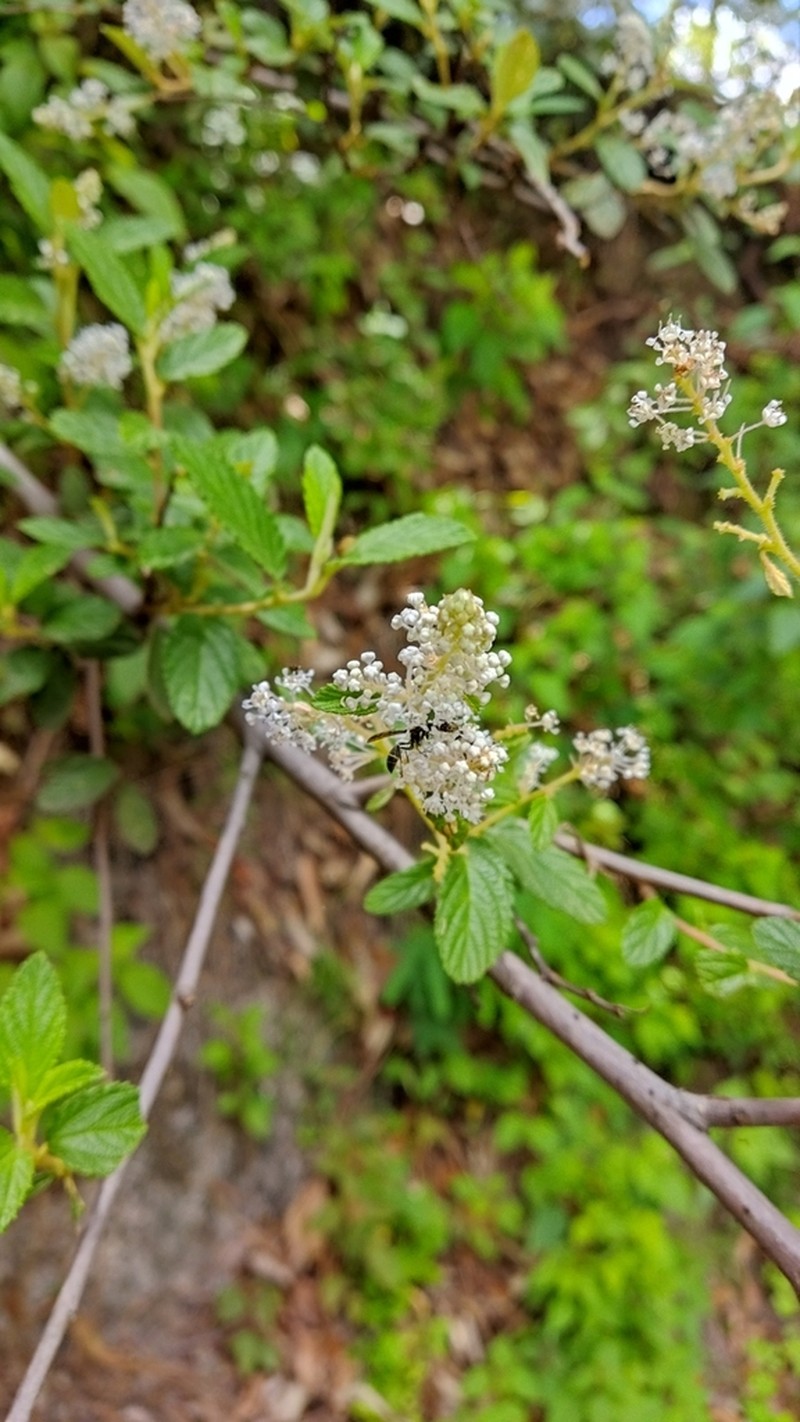 Ceanothus caeruleus photo 6