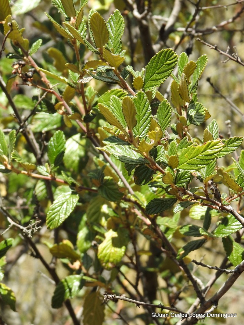 Ceanothus caeruleus photo 7
