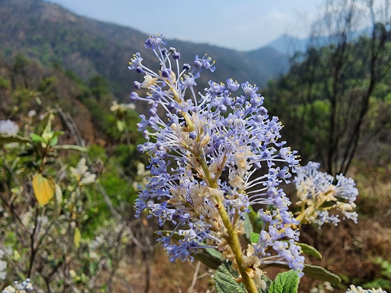 Ceanothus caeruleus photo 8