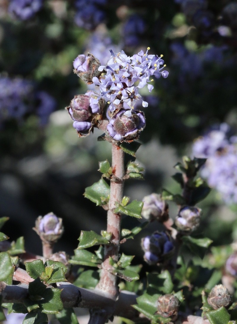 Rincon Ridge Ceanothus