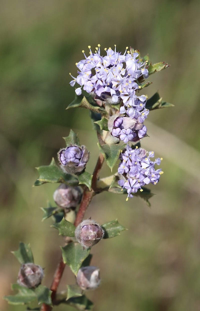 Rincon Ridge Ceanothus photo 2