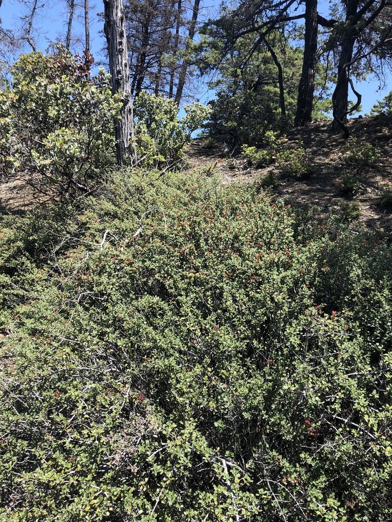 Rincon Ridge Ceanothus photo 3