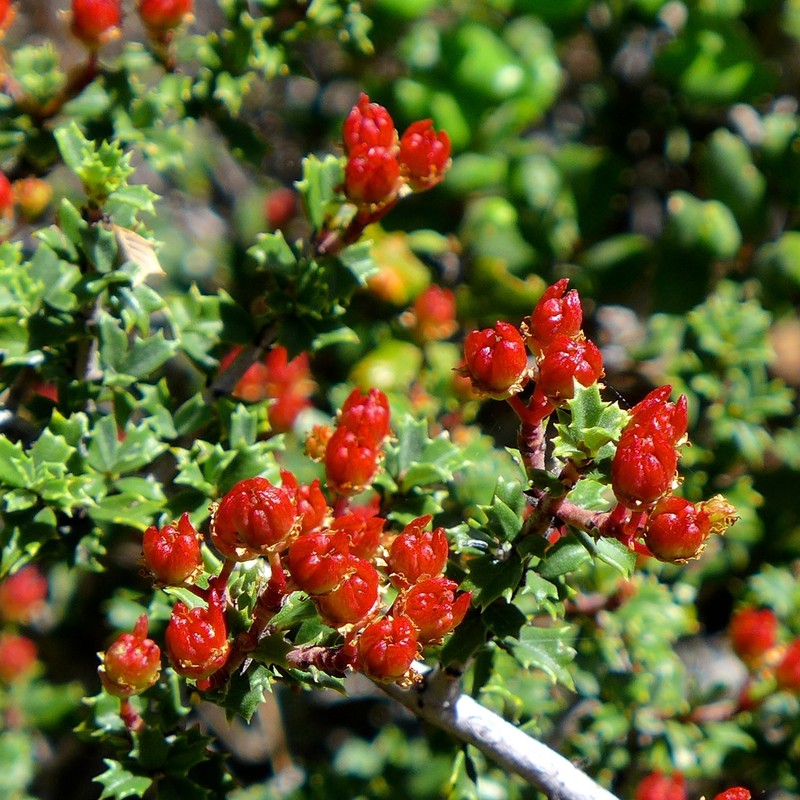 Rincon Ridge Ceanothus photo 4