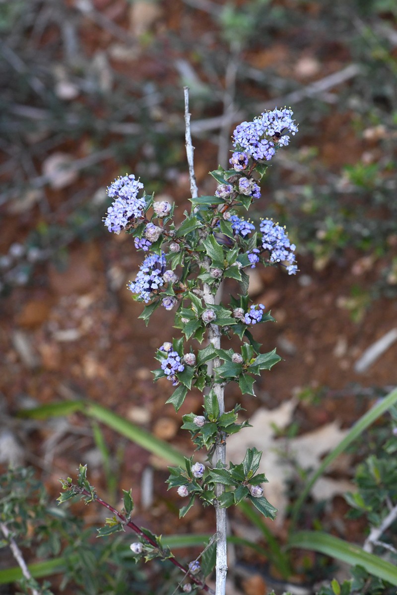 Rincon Ridge Ceanothus photo 5