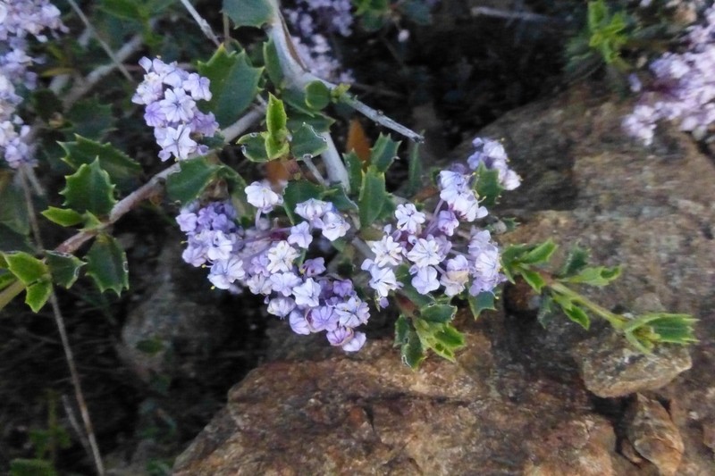 Rincon Ridge Ceanothus photo 6
