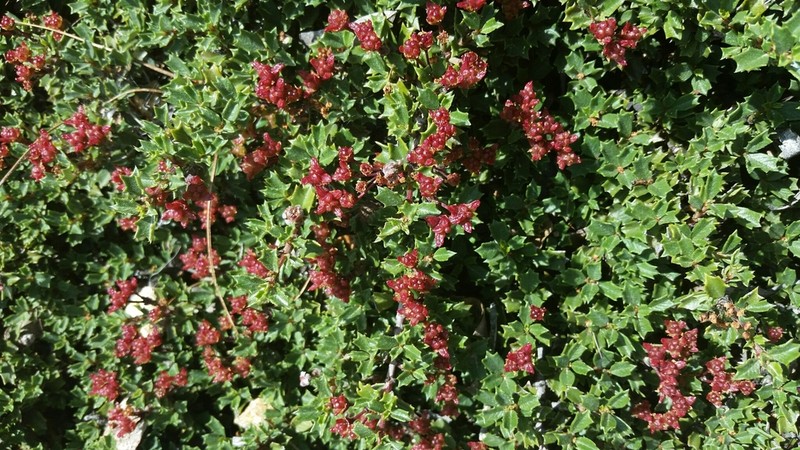 Rincon Ridge Ceanothus photo 7