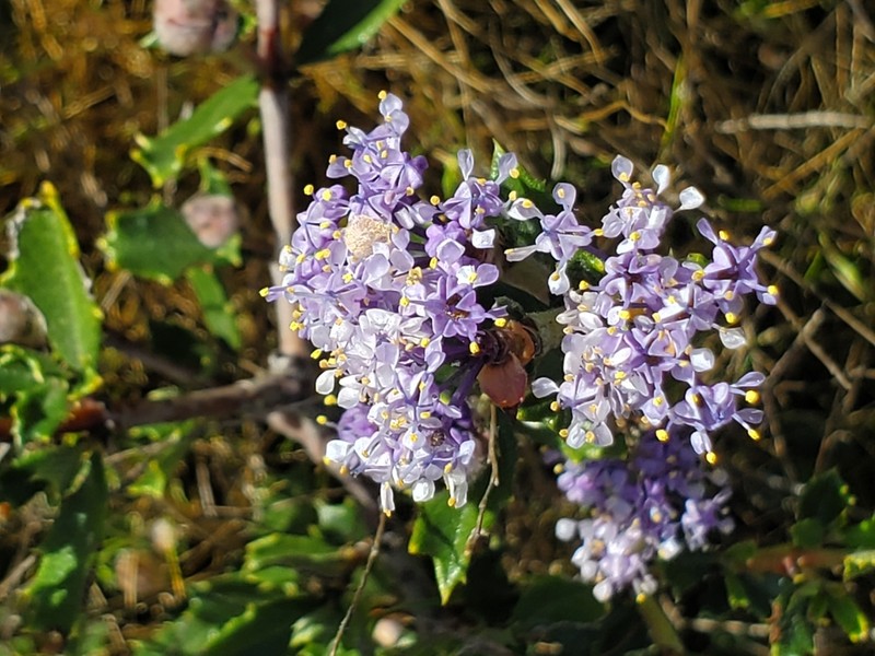Rincon Ridge Ceanothus photo 8