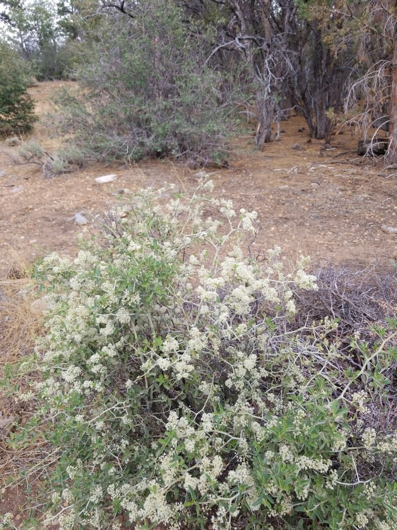 Whitethorn Ceanothus