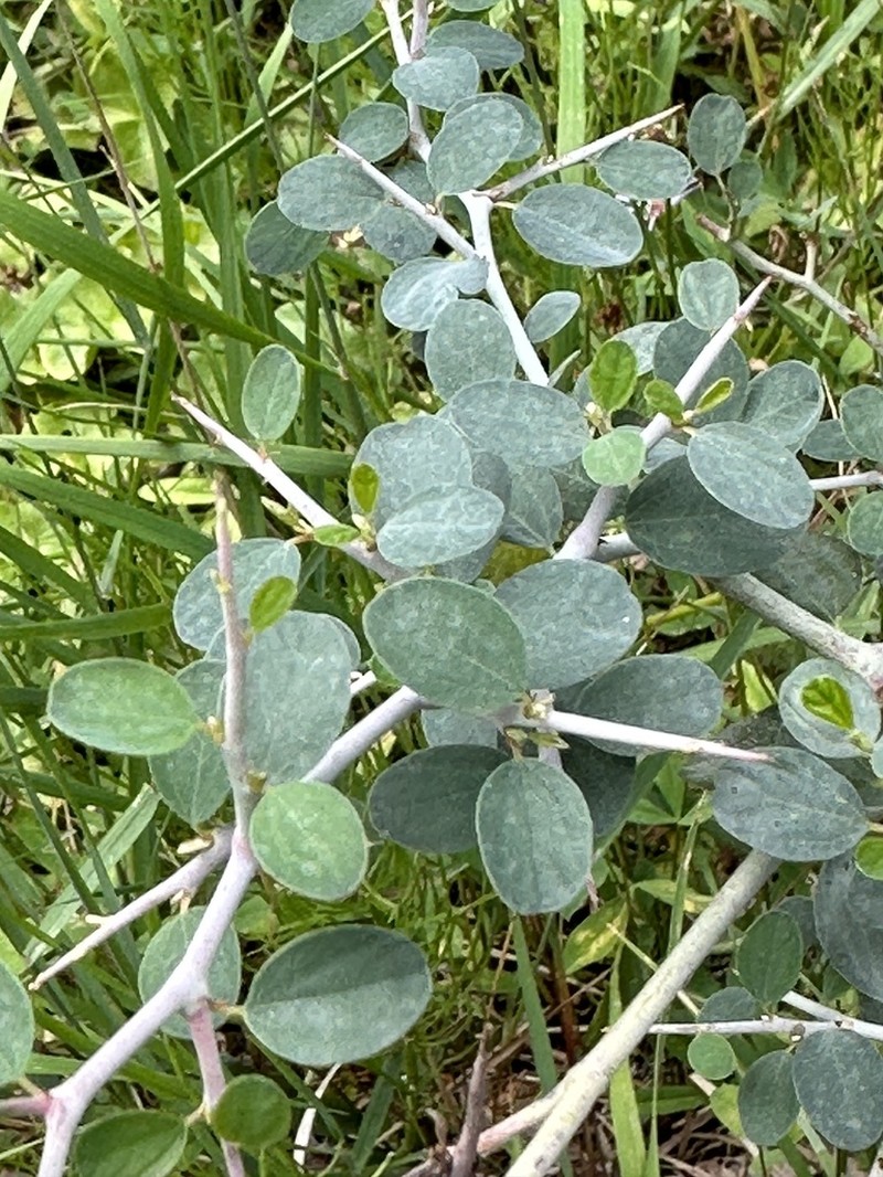 Whitethorn Ceanothus photo 3